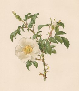 English Rose by English School